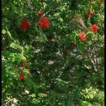 Амалия id613432561