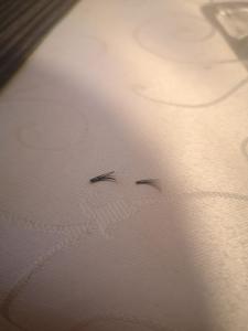 Фотография Vip lashes 3