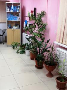 Фотография Флора 5